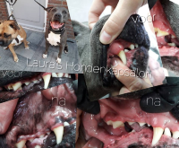 Staffords-tandonderhoudbehandeling-laura&#039;s-hondenkapsalon